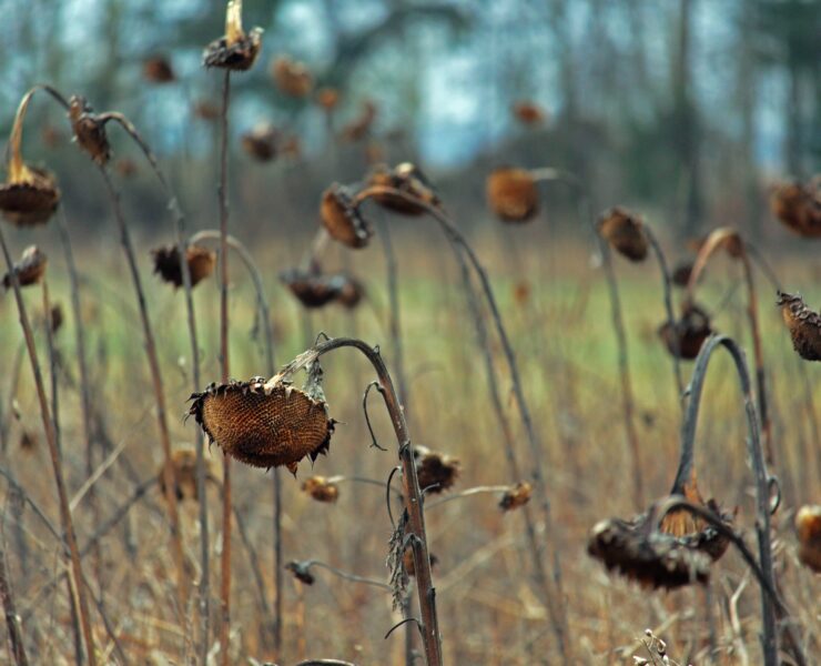 kriemer sunflower field 4048169