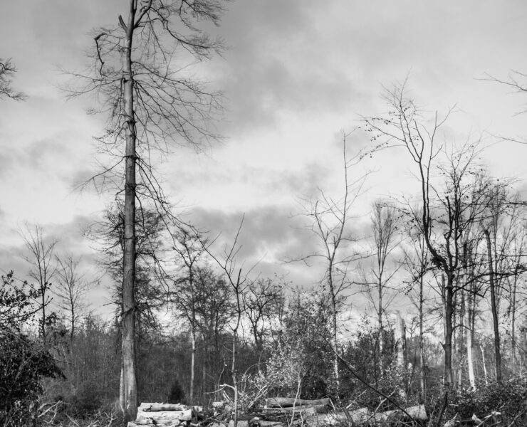 mariobe storm damage 595375