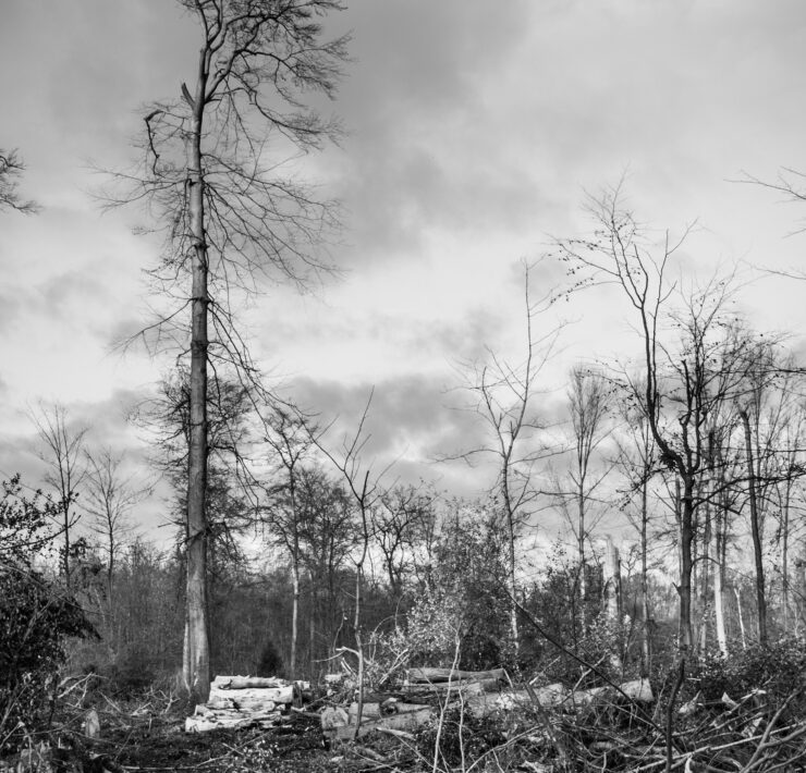 mariobe storm damage 595375