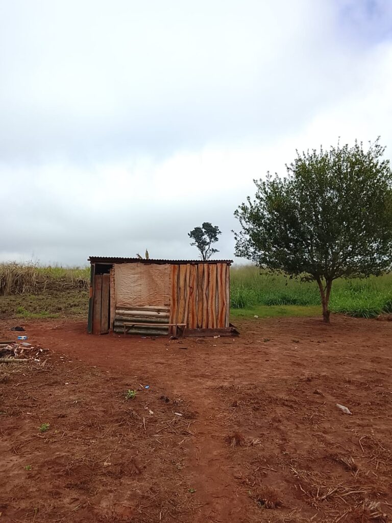 Sob a Sombra da Monocultura, Povos Avá-Guarani Resistem Através da Agroecologia no Paraná 11 5c25562f aa5e 40d9 9043 a1fd424e5a0f