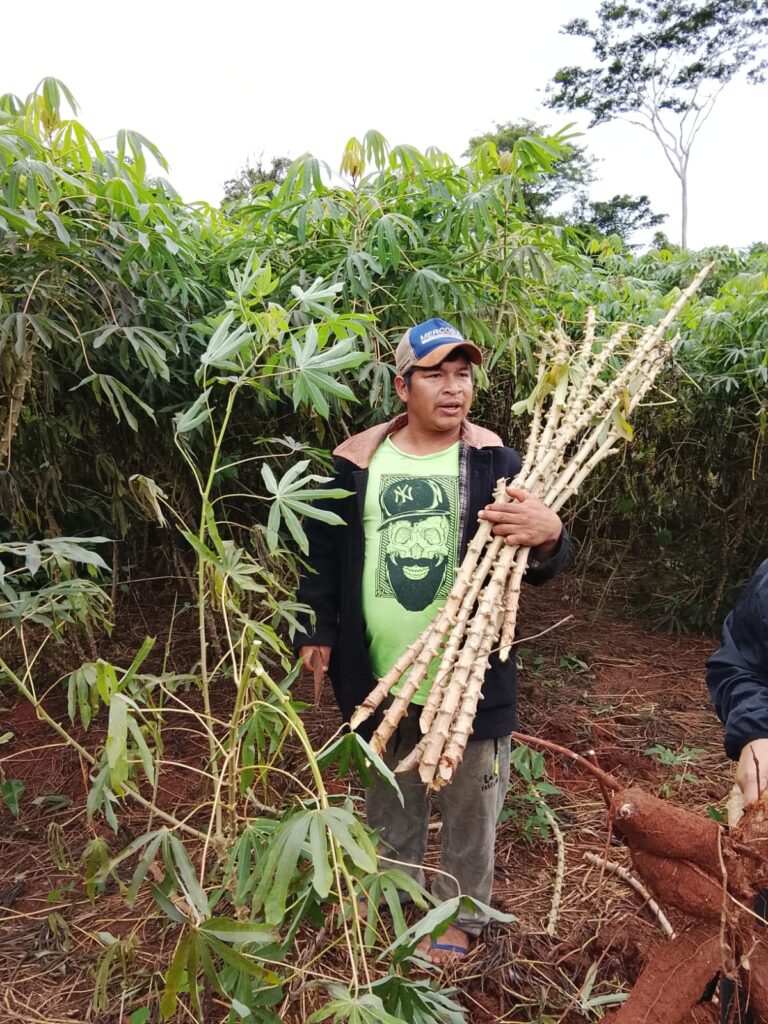 Sob a Sombra da Monocultura, Povos Avá-Guarani Resistem Através da Agroecologia no Paraná 9 6fa6ab84 8440 4e7b 9a2b ae3370d0ae82