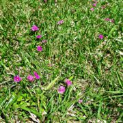 Natureza 4 ab0fec66 f511 45c2 abd8 207f7382f06a