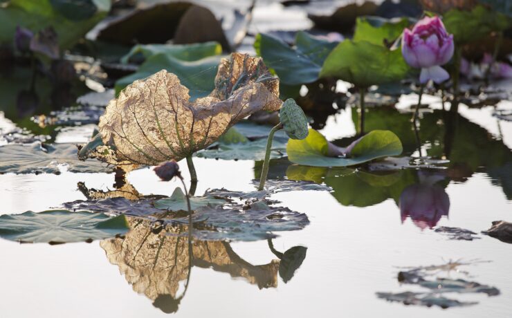 A primavera chora 4 yyryyr1030 dead leaves 5435408