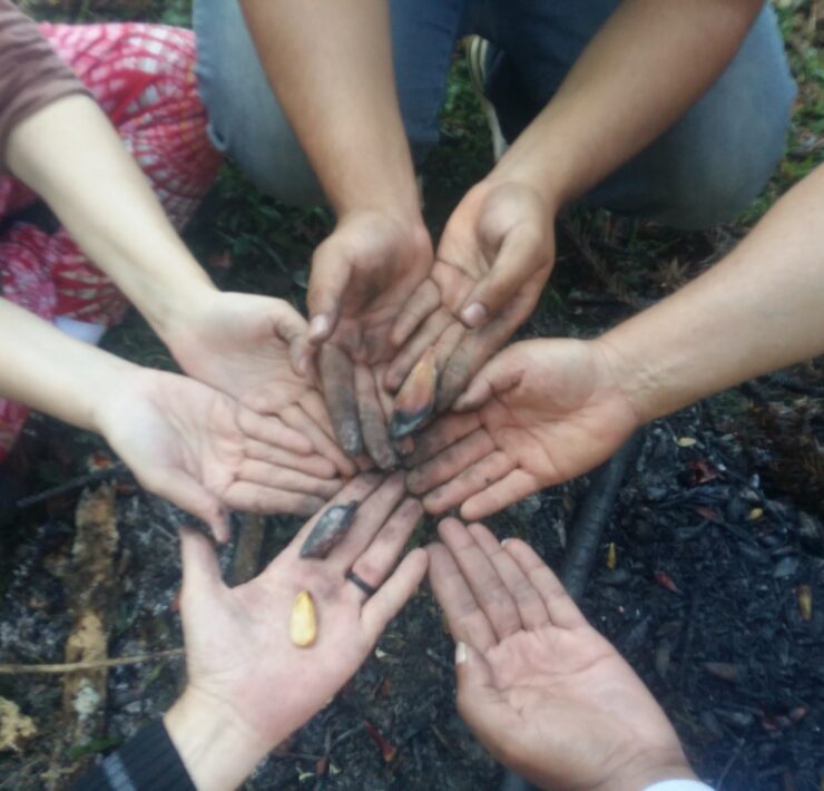 Calmon, a Fênix do Contestado: o voto de resistência na Terra Mutilada pelo Esquecimento Catarinense e Brasileiro 21 sapecada de Pinhao em calmon SC cultura milenar do sertao catarinense.jpg